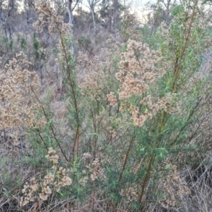 Cassinia quinquefaria at Jerrabomberra, ACT - 16 Jul 2023