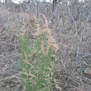 Cassinia sifton at Jerrabomberra, ACT - 16 Jul 2023