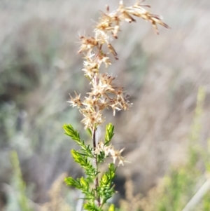 Cassinia sifton at Watson, ACT - 15 Jul 2023