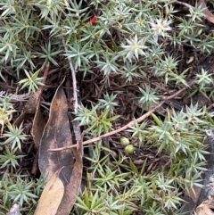 Astroloma humifusum (Cranberry Heath) at Corrowong, NSW - 15 Jul 2023 by BlackFlat