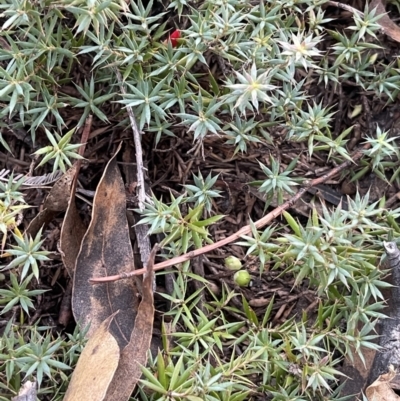 Astroloma humifusum (Cranberry Heath) at Corrowong, NSW - 15 Jul 2023 by BlackFlat