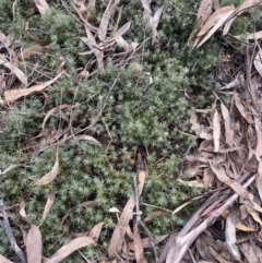 Astroloma humifusum at Corrowong, NSW - 15 Jul 2023