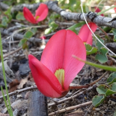 Kennedia prostrata (Running Postman) at Sassafras, NSW - 19 Sep 2022 by RobG1