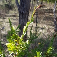 Styphelia triflora at Watson, ACT - 15 Jul 2023