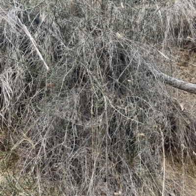 Discaria pubescens (Australian Anchor Plant) at Corrowong, NSW - 15 Jul 2023 by BlackFlat