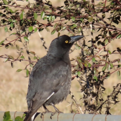 Strepera graculina (Pied Currawong) at Braidwood, NSW - 16 Jul 2023 by MatthewFrawley