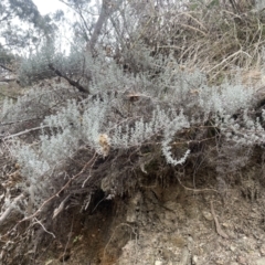 Chrysocephalum semipapposum (Clustered Everlasting) at Corrowong, NSW - 15 Jul 2023 by BlackFlat