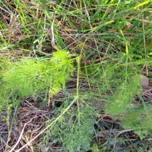 Foeniculum vulgare at Hackett, ACT - 16 Jul 2023