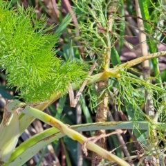 Foeniculum vulgare at Hackett, ACT - 16 Jul 2023 02:29 PM