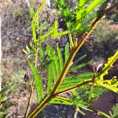 Acacia decurrens (Green Wattle) at Hackett, ACT - 16 Jul 2023 by abread111