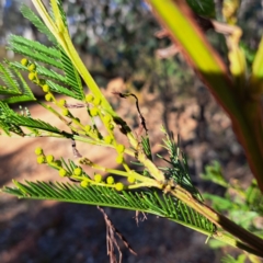 Acacia decurrens at Hackett, ACT - 16 Jul 2023