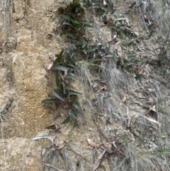 Hardenbergia violacea (False Sarsaparilla) at Black Flat at Corrowong - 15 Jul 2023 by BlackFlat
