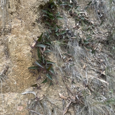 Hardenbergia violacea (False Sarsaparilla) at Corrowong, NSW - 15 Jul 2023 by BlackFlat
