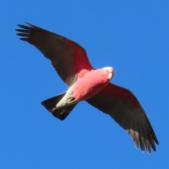 Eolophus roseicapilla (Galah) at Braidwood, NSW - 16 Jul 2023 by MatthewFrawley