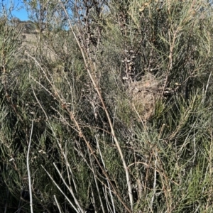 Hakea microcarpa at Paddys River, ACT - 7 Jul 2023