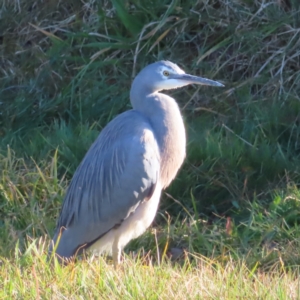 Egretta novaehollandiae at Braidwood, NSW - 16 Jul 2023