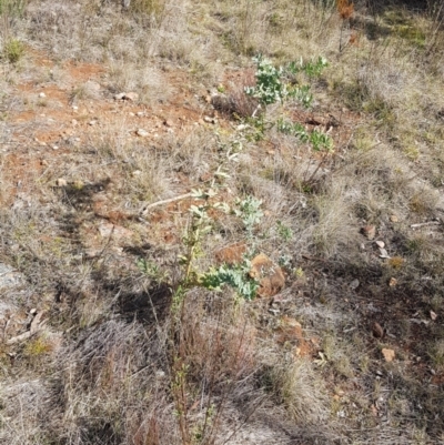 Acacia baileyana (Cootamundra Wattle, Golden Mimosa) at Watson, ACT - 15 Jul 2023 by HappyWanderer