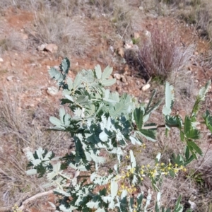 Acacia baileyana at Watson, ACT - 15 Jul 2023