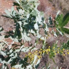 Acacia baileyana at Watson, ACT - 15 Jul 2023