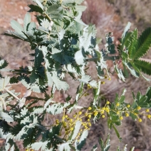 Acacia baileyana at Watson, ACT - 15 Jul 2023