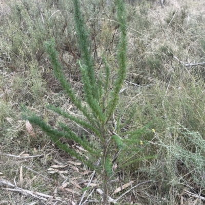 Cassinia aculeata subsp. aculeata (Dolly Bush, Common Cassinia, Dogwood) at Black Flat at Corrowong - 15 Jul 2023 by BlackFlat