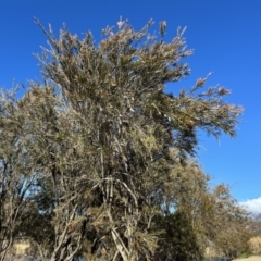 Callistemon sieberi (River Bottlebrush) at Paddys River, ACT - 7 Jul 2023 by dwise