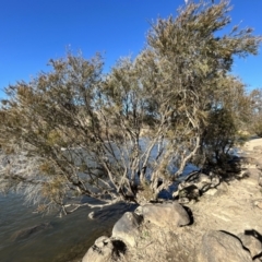 Callistemon sieberi at Paddys River, ACT - 7 Jul 2023