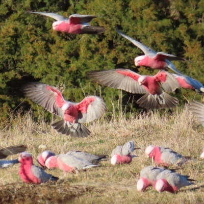 Eolophus roseicapilla (Galah) at Braidwood, NSW - 16 Jul 2023 by MatthewFrawley