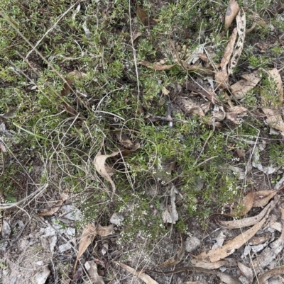 Cryptandra amara (Bitter Cryptandra) at Black Flat at Corrowong - 15 Jul 2023 by BlackFlat