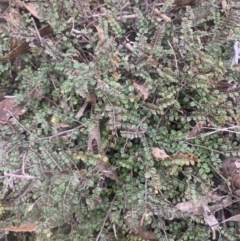 Bossiaea buxifolia (Matted Bossiaea) at Corrowong, NSW - 4 Jun 2023 by BlackFlat