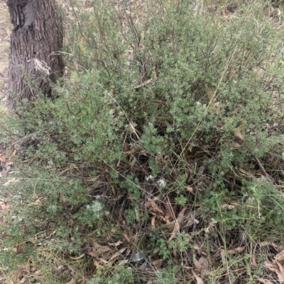 Brachyloma daphnoides (Daphne Heath) at Corrowong, NSW - 4 Jun 2023 by BlackFlat