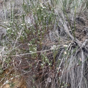 Pimelea linifolia subsp. caesia at Corrowong, NSW - 15 Jul 2023 03:40 PM