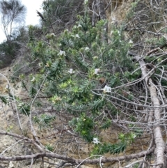 Westringia fruticosa (Native Rosemary) at Guerilla Bay, NSW - 4 Jul 2023 by Mavis