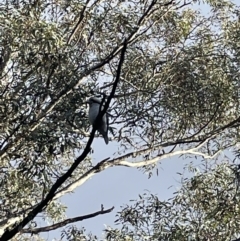 Dacelo novaeguineae (Laughing Kookaburra) at Jerrabomberra, NSW - 23 Jun 2023 by Mavis