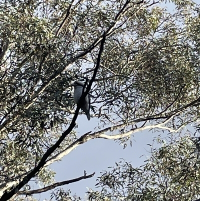 Dacelo novaeguineae (Laughing Kookaburra) at Jerrabomberra, NSW - 24 Jun 2023 by Mavis