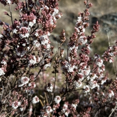 Styphelia attenuata (Small-leaved Beard Heath) at Paddys River, ACT - 7 Jul 2023 by dwise