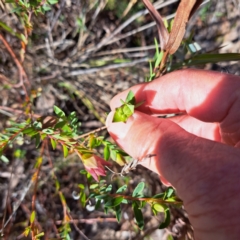 Pimelea linifolia subsp. linifolia (Queen of the Bush, Slender Rice-flower) at Hackett, ACT - 16 Jul 2023 by abread111