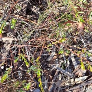 Pimelea linifolia subsp. linifolia at Hackett, ACT - 16 Jul 2023