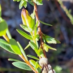 Pimelea linifolia subsp. linifolia at Hackett, ACT - 16 Jul 2023