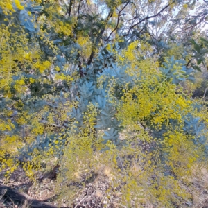 Acacia baileyana at Hackett, ACT - 16 Jul 2023 03:36 PM