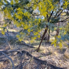 Acacia baileyana at Hackett, ACT - 16 Jul 2023 03:36 PM