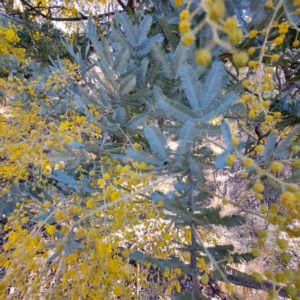 Acacia baileyana at Hackett, ACT - 16 Jul 2023 03:36 PM