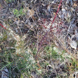 Hakea decurrens subsp. decurrens at Hackett, ACT - 16 Jul 2023