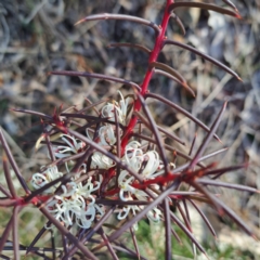 Hakea decurrens subsp. decurrens at Hackett, ACT - 16 Jul 2023 03:48 PM