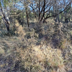 Hakea decurrens subsp. decurrens at Hackett, ACT - 16 Jul 2023