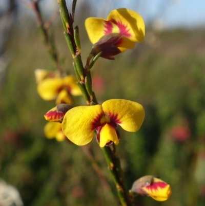 Dillwynia ramosissima (Bushy Parrot-pea) at Boolijah, NSW - 19 Sep 2022 by RobG1