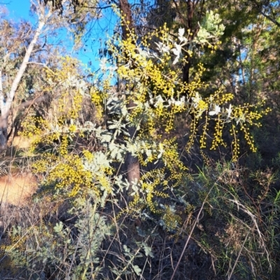 Acacia baileyana (Cootamundra Wattle, Golden Mimosa) at Hackett, ACT - 16 Jul 2023 by abread111