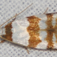 Heteroteucha dimochla (Wingia group) at Sheldon, QLD - 23 Mar 2007 by PJH123