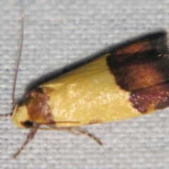 Heteroteucha kershawi (James Kershaw's Concealer Moth) at Sheldon, QLD - 23 Mar 2007 by PJH123