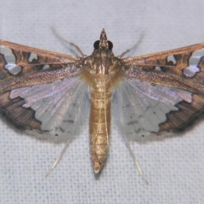 Maruca vitrata (Beanpod borer) at Sheldon, QLD - 23 Mar 2007 by PJH123